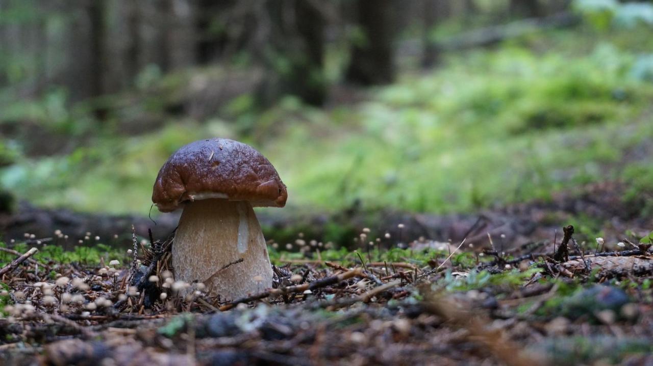 Le Vallon D'Armandine, Gite Ecologique Auvergne Saint-Hilaire  Ngoại thất bức ảnh